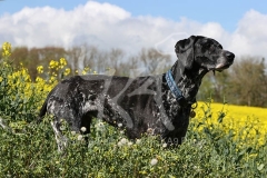 Pointer - German Shorthaired