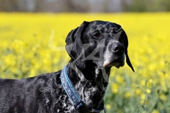 Pointer - German Shorthaired