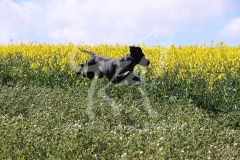Pointer - German Shorthaired