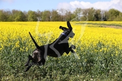 Pointer - German Shorthaired
