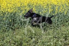 Pointer - German Shorthaired