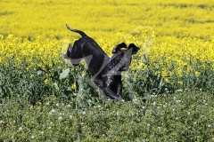 Pointer - German Shorthaired