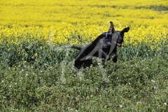 Pointer - German Shorthaired