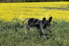 Pointer - German Shorthaired