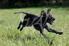 Pointer - German Shorthaired