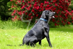 Pointer - German Shorthaired