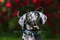 DM6D1502Pointer-German-Shorthaired