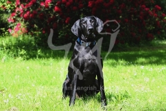 Pointer - German Shorthaired