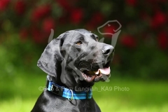 Pointer - German Shorthaired