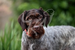 Pointer - German Wirehaired Pointer