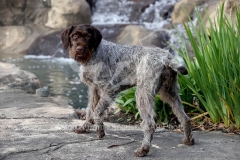Pointer - German Wirehaired Pointer