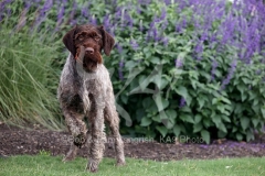 Pointer - German Wirehaired Pointer