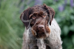 Pointer - German Wirehaired Pointer