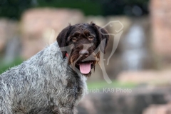 Pointer - German Wirehaired Pointer