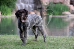 Pointer - German Wirehaired Pointer