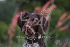 Pointer - German Wirehaired Pointer