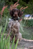 Pointer - German Wirehaired Pointer