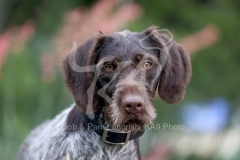 Pointer - German Wirehaired Pointer