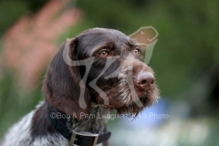 Pointer - German Wirehaired Pointer