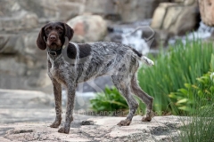 Pointer - German Wirehaired Pointer