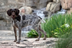 Pointer - German Wirehaired Pointer
