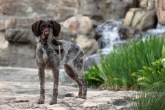 Pointer - German Wirehaired Pointer