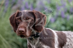 Pointer - German Wirehaired Pointer