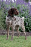 Pointer - German Wirehaired Pointer