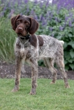 Pointer - German Wirehaired Pointer