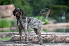 Pointer - German Wirehaired Pointer