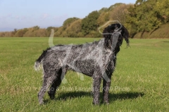 Pointer - German Wirehaired