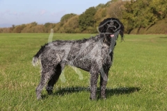 Pointer - German Wirehaired