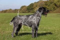 Pointer - German Wirehaired