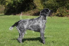 Pointer - German Wirehaired