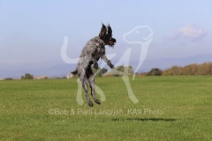 Pointer - German Wirehaired