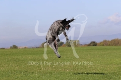 Pointer - German Wirehaired