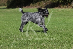 Pointer - German Wirehaired