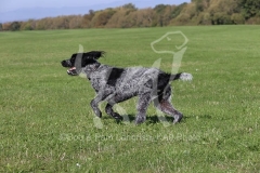 Pointer - German Wirehaired