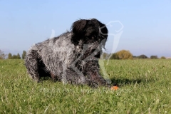 Pointer - German Wirehaired