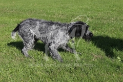 Pointer - German Wirehaired