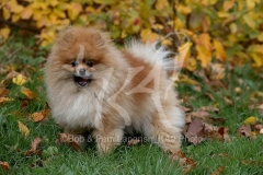 Pomeranian