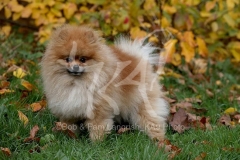 Pomeranian