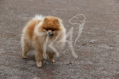 Pomeranian