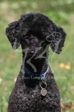 Poodle - Miniature