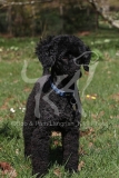Poodle - Miniature