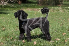 Poodle - Miniature