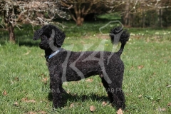 Poodle - Miniature