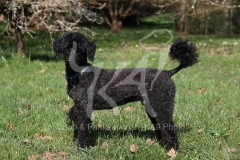 Poodle - Miniature