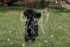 Poodle - Miniature
