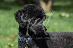 Poodle - Miniature